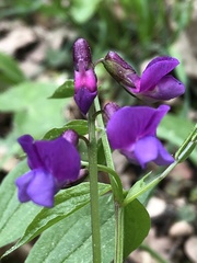 Lathyrus vernus