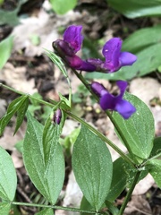 Lathyrus vernus