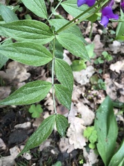Lathyrus vernus