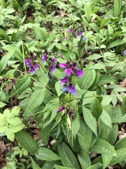 Lathyrus vernus