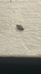 Arocatus melanocephalus