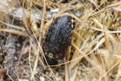 Dermestes frischii