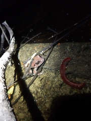 Sphaerotheca dobsonii