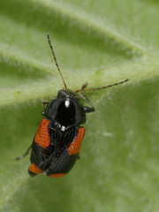 Cryptocephalus quadruplex