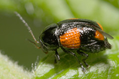 Cryptocephalus quadruplex