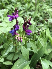 Lathyrus vernus