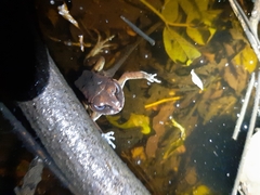 Sphaerotheca dobsonii