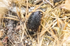 Dermestes frischii