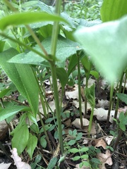 Lathyrus vernus