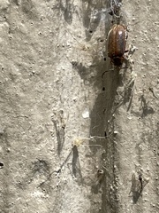 Galerucella calmariensis