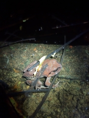 Sphaerotheca dobsonii