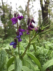 Lathyrus vernus