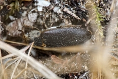 Dermestes frischii