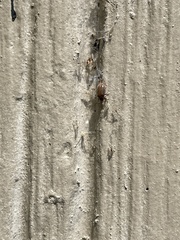 Galerucella calmariensis