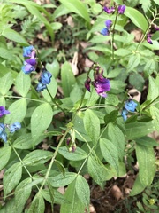 Lathyrus vernus