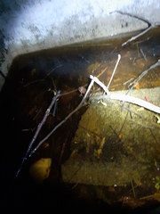 Sphaerotheca dobsonii