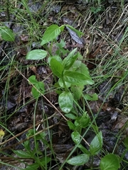 Vincetoxicum hirundinaria