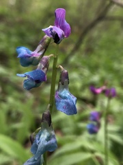 Lathyrus vernus