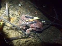 Sphaerotheca dobsonii