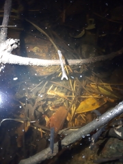 Sphaerotheca dobsonii