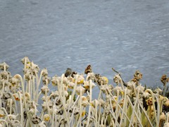 Muscisaxicola alpinus