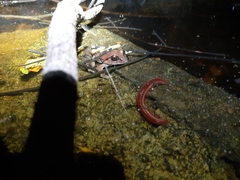 Sphaerotheca dobsonii