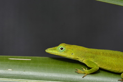 Anolis callainus