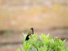 Chalcostigma heteropogon