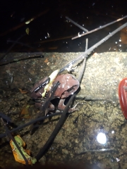 Sphaerotheca dobsonii