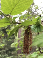 Alnus incana
