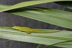 Anolis callainus