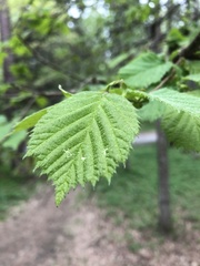 Alnus incana