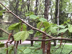 Alnus incana