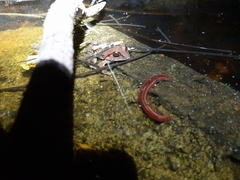 Sphaerotheca dobsonii