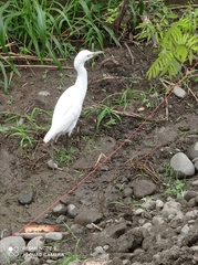 Bubulcus ibis