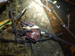 Sphaerotheca dobsonii