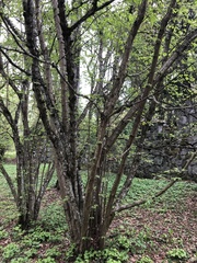 Alnus incana