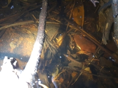 Sphaerotheca dobsonii