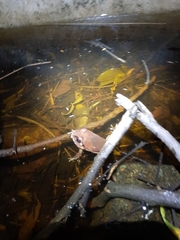 Sphaerotheca dobsonii