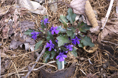 Ajuga makinoi
