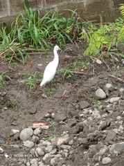 Bubulcus ibis