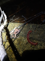 Sphaerotheca dobsonii