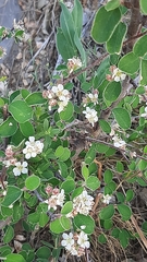 Cotoneaster nummularius