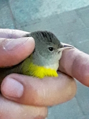 Geothlypis philadelphia