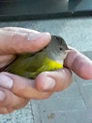 Geothlypis philadelphia