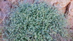 Scrophularia libanotica