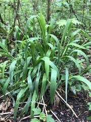 Poaceae