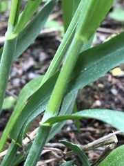 Poaceae