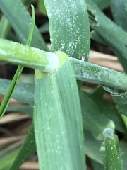 Poaceae