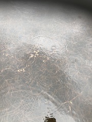 Potamogeton obtusifolius